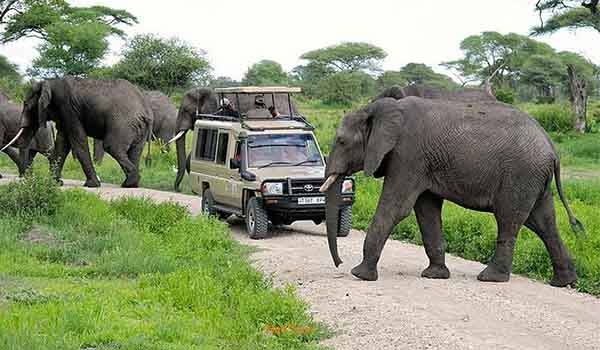6 Days Serengeti Balloon Safari and Tarangire Tour